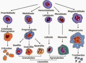 Formación de las células sanguíneas
